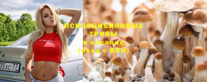 Псилоцибиновые грибы Cubensis  дарнет шоп  Калач 